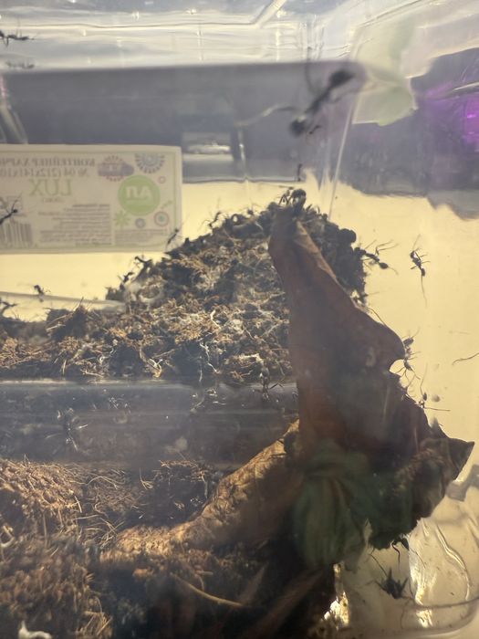 Продам колонию муравьев вида Aphaenogaster senilis