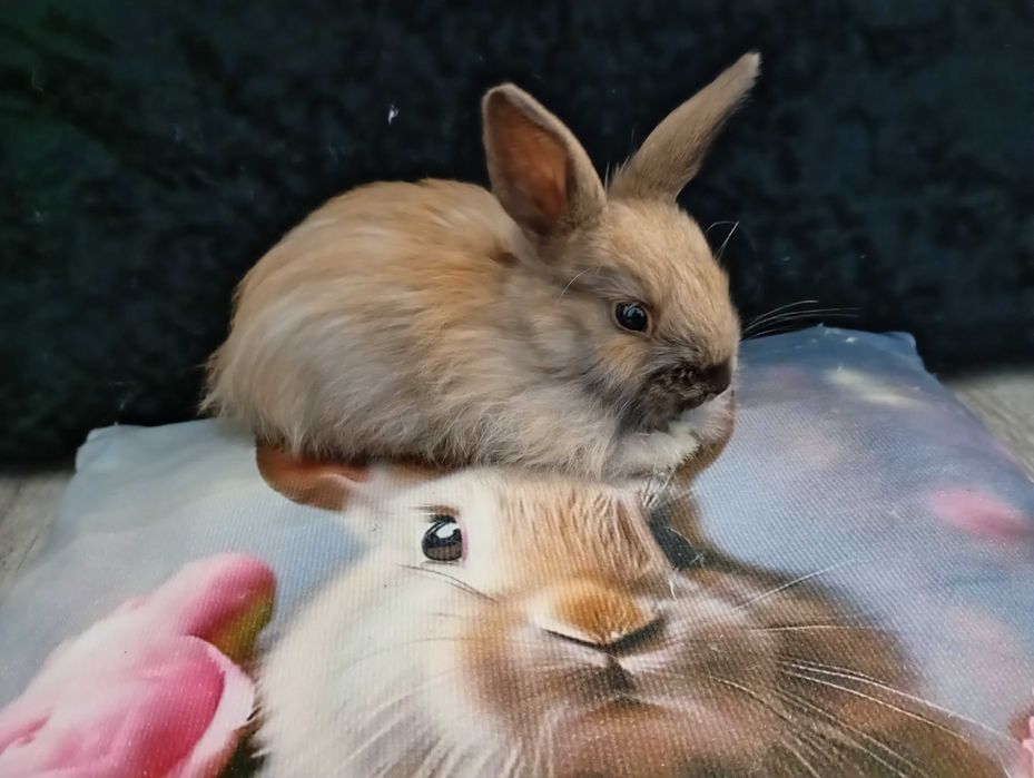 Króliczki miniaturki lewki samczyki i samiczka (Lionhead)