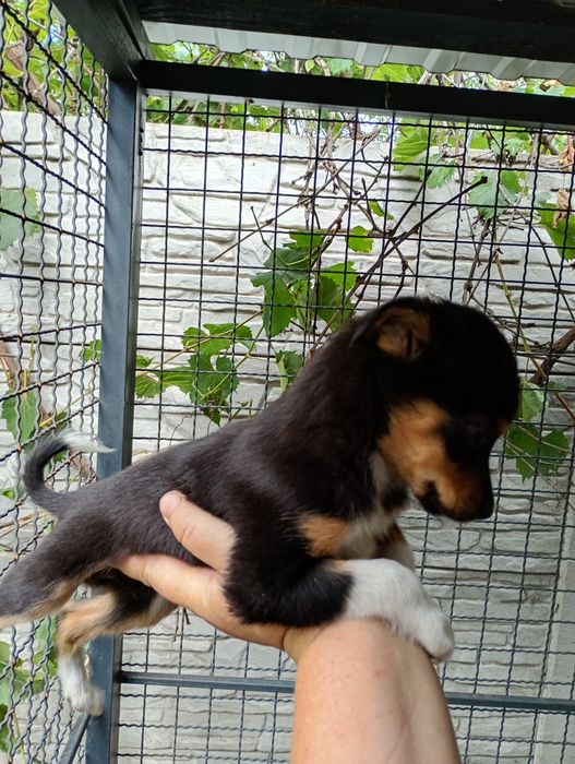 Декоративна дівчинка, вакцинована двічі