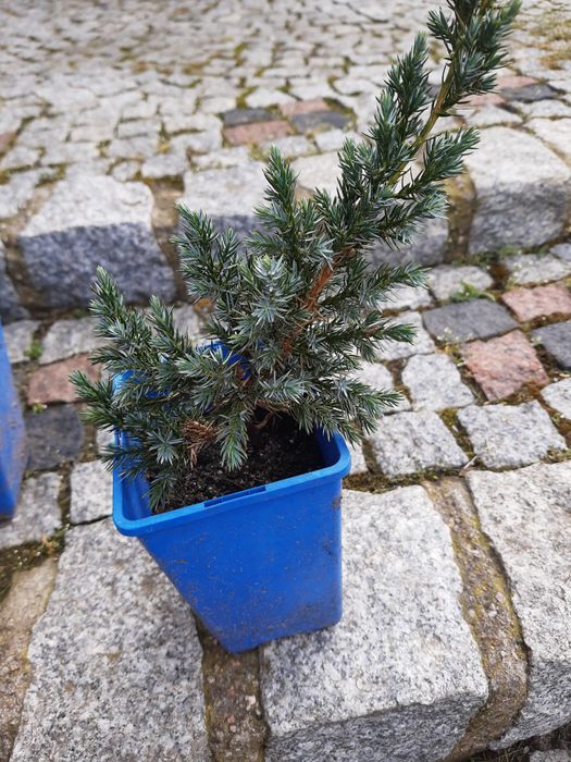 Jałowiec łuskowaty sadzonka