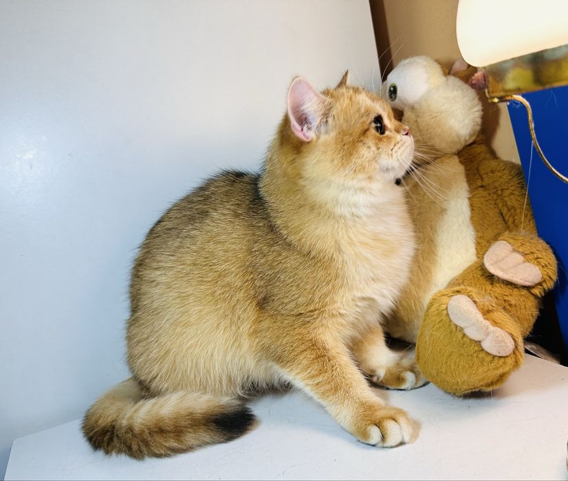 Британская  золотая шиншила  кошечка