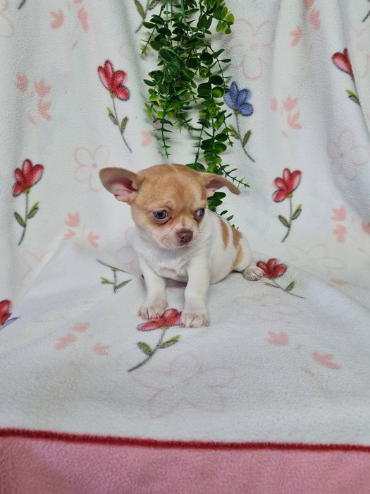 Excelente mini menino isabela Chihuahua/Chiuaua LinhagemRussa,Qualidad