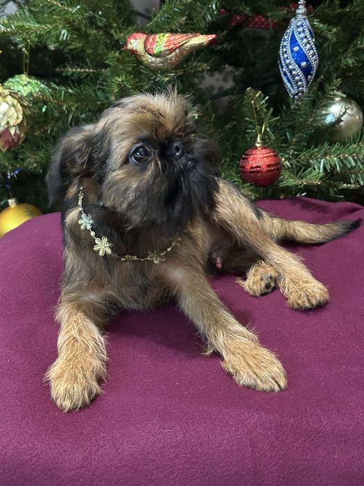 Брюссельський гриффон