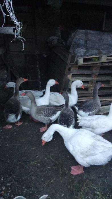 Продам молодих гусей