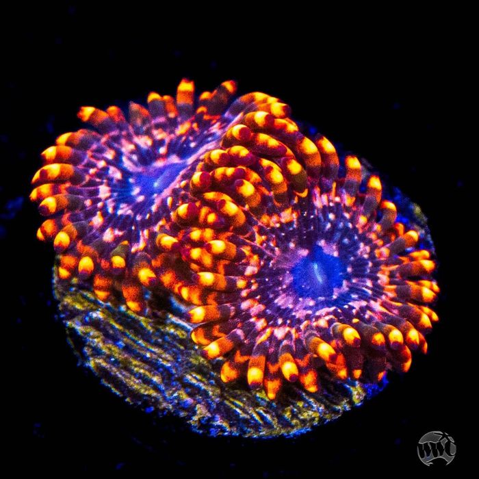 Zoanthus Koralowiec miękki różne odmiany