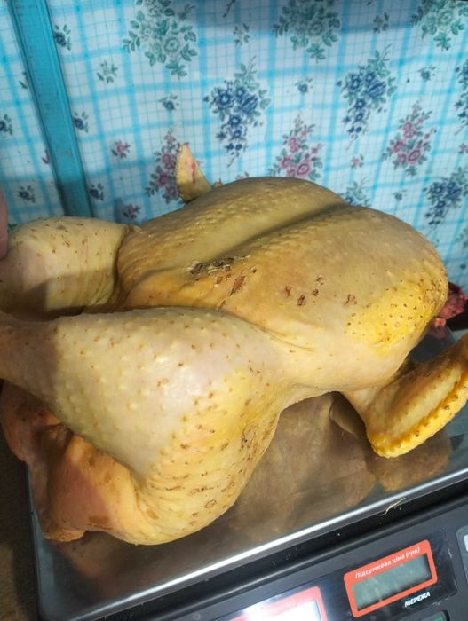 Бройлер домашній