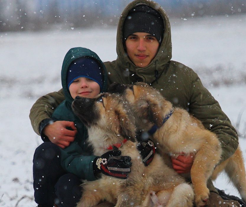 Цуценята  кавказької вівчарки.