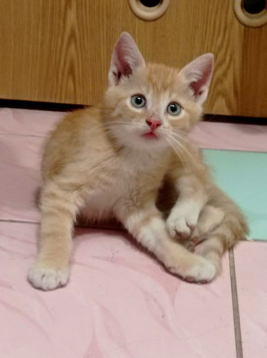 Oddam koty (2,5 miesiąca)