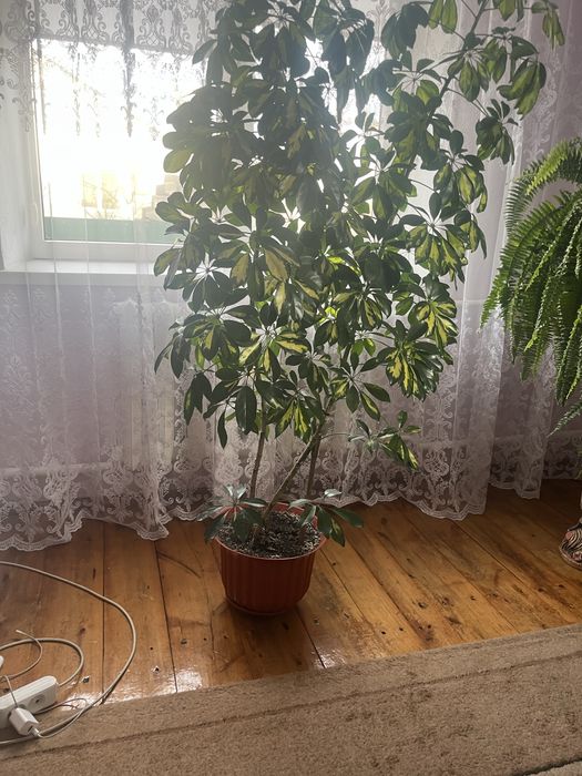 Кімнайний вазонок