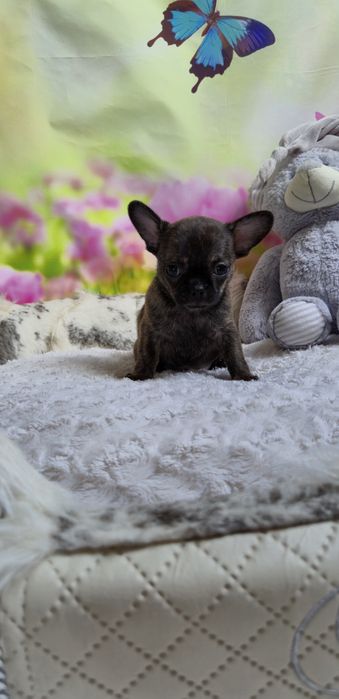 Wyjątkowy chłopczyk Chihuahua – krótkowłosy, pręgowany Brindle