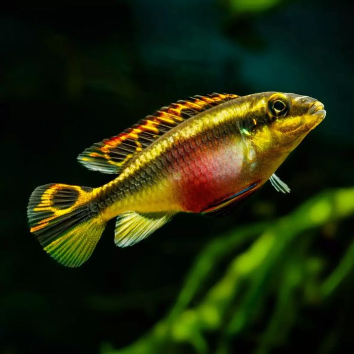 Barwniak czerwonobrzuchy