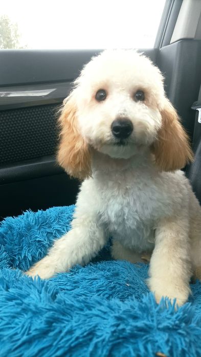 Piesek Pudel toy/miniaturowy