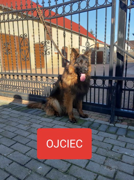 Owczarki niemieckie