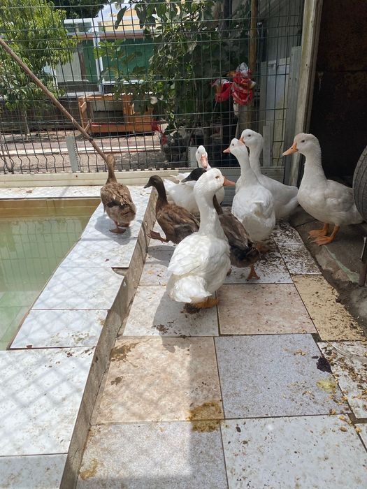 Vendo patos caseiros