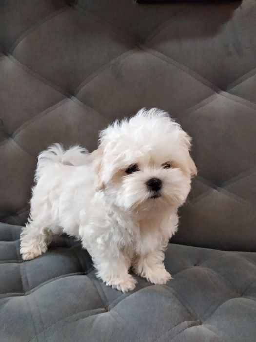 Мальтезе хлопчики та дівчатка