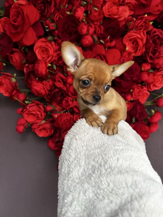 Шикарна ізабеллова міні крихітка чіхуахуа найкращий подарунок