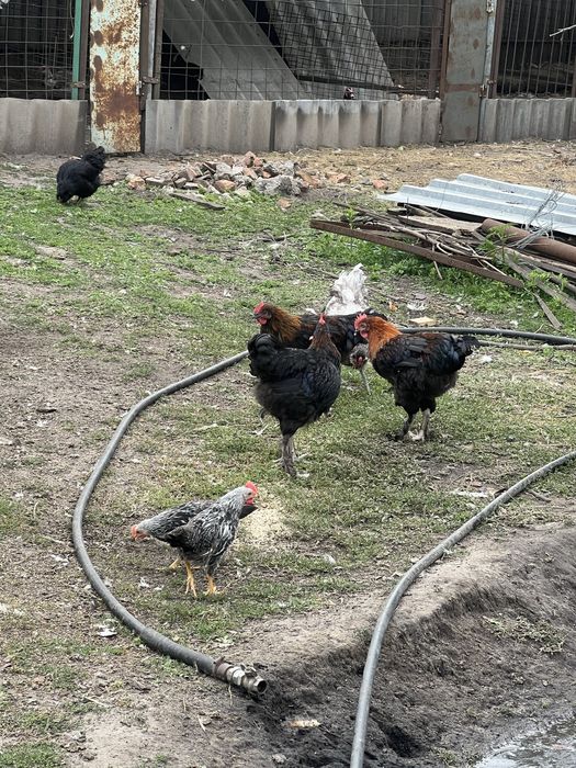 Леггорн Итальянский