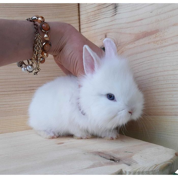 Супер мини кролики,большой выбор