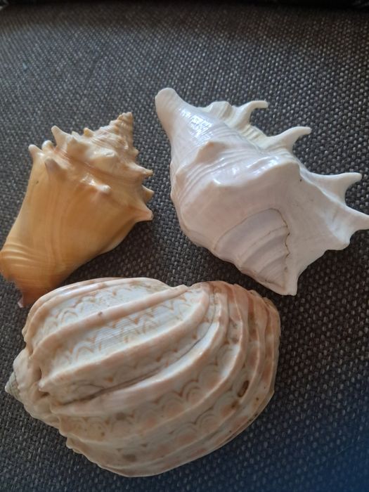 3 muszle, oryginalne