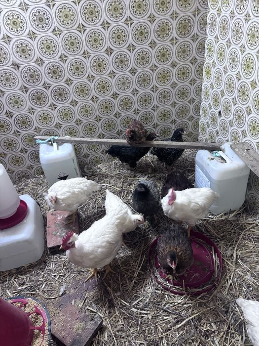 Frangas e frangos  leghorne