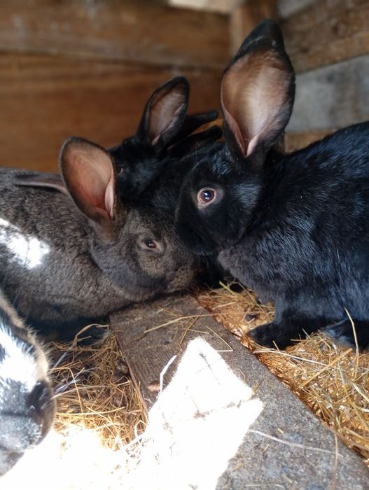 Продаж кролів для розведення та на мясо