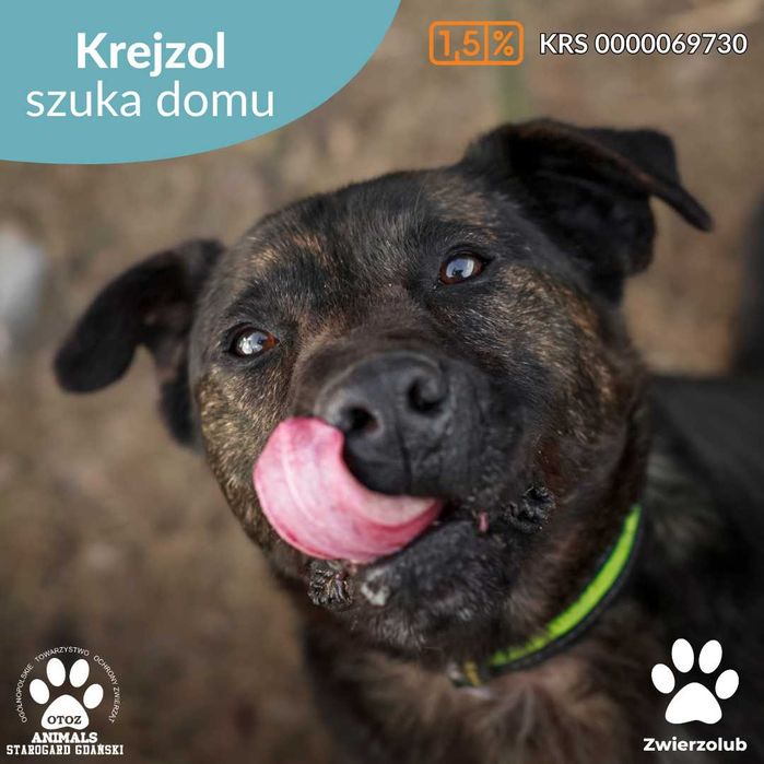 Piękny , pręgowany Krejzol do adopcji