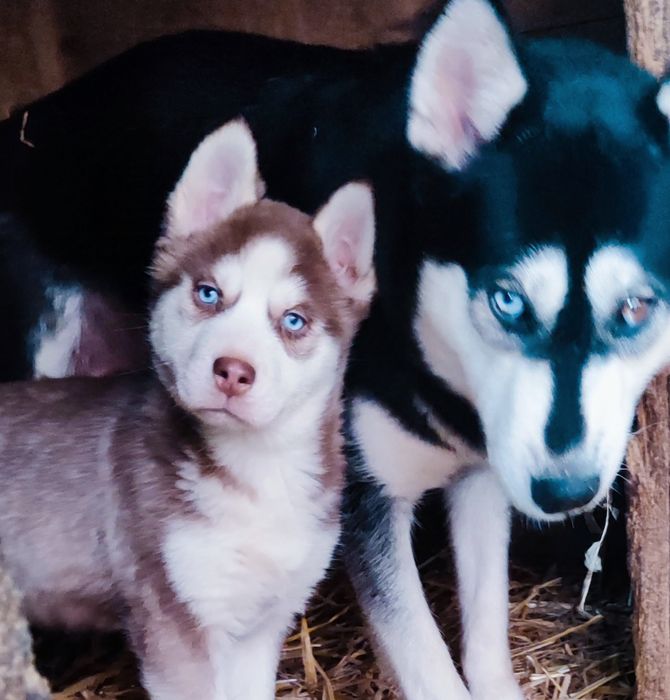 Я класна! Хочу до тебе нова сім'я