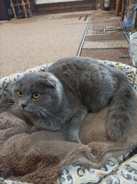 Продам кішку британська весловуха