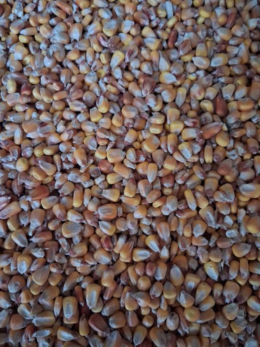 Продам. Кукурудзу