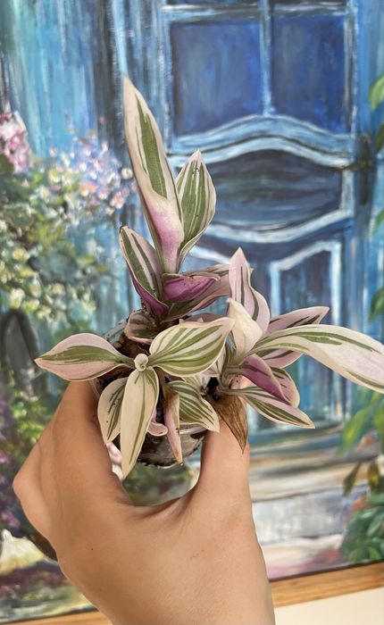 Tradescantia Pink Lilac