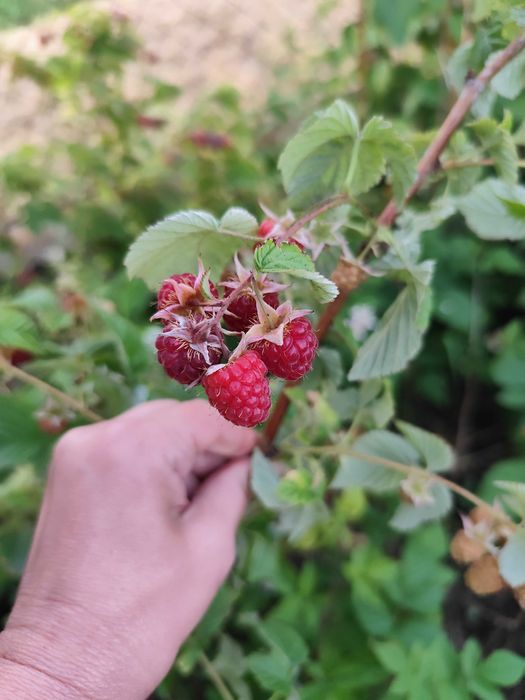 Клубника Хоней саженцы клубники  малина ремонтантная зизифус ежевика