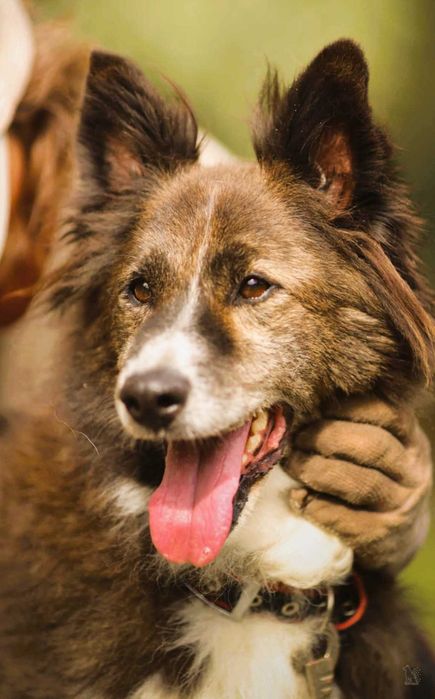 ERWIN - piękny psiak w typie border collie szuka domu