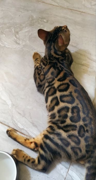 Бенгальский мальчик Ben n 24 розетка на золоте