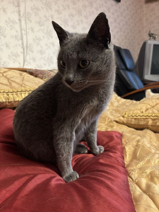 Британець в хороші руки!