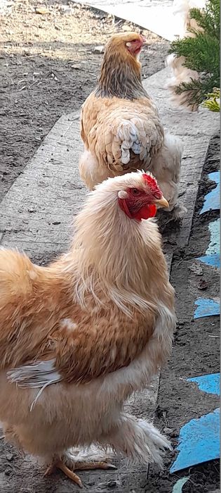 Інкубаційні яйця курей породи Брама лимон