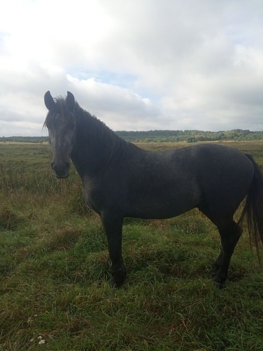 Продам жеребця  , чорний, добре вгодований