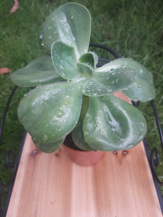 Echeveria Mandala " Rainha das Suculentas"