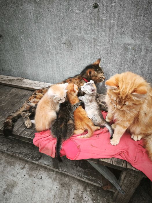 Кошенята безкоштовно