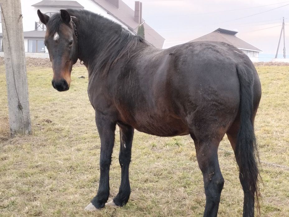 Продам кобилу недорого