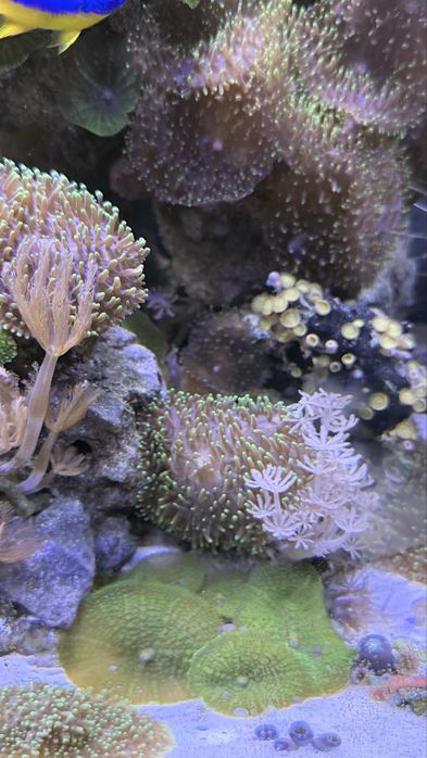 Rhodactis indosinensis FLUO green mushroom