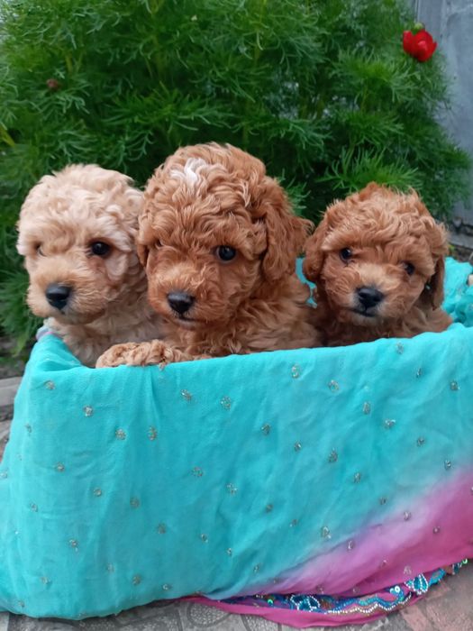 МальтіпуF1 та F2 ( дівчинка і хлопчики)