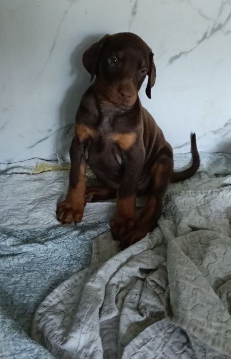 Excelente Dobermann