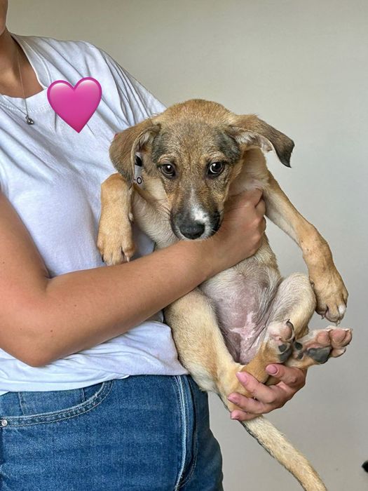 Cães bebés para adoção responsável