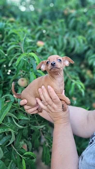 Pinscher macho preto afogueado