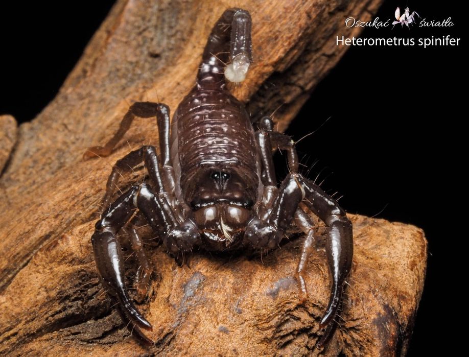Heterometrus spinifer 
 L2