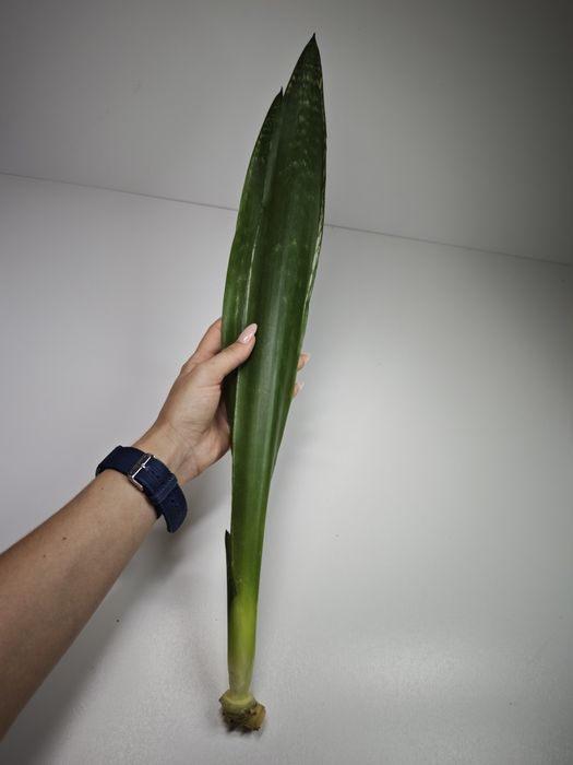 Sansevieria Banded Nelsoni