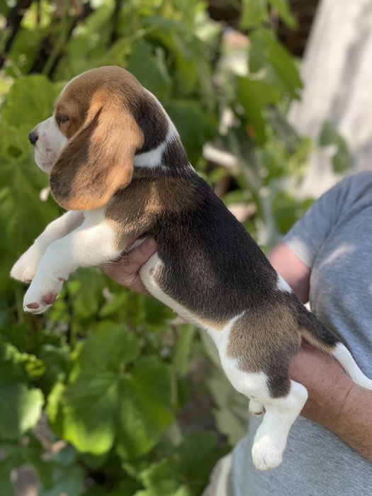 Цуценята Бігля з документами