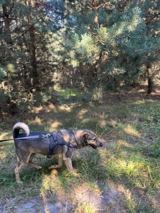 Brutusek bardzo lagodny piesek