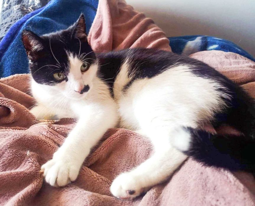 PILNE! Szukamy DOMU dla Conchity!