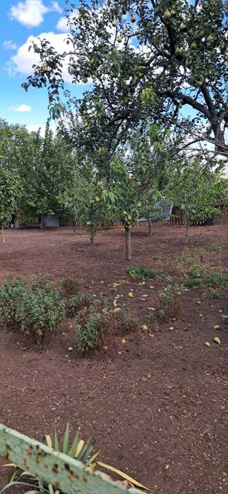 Дом в Светлом старые дачи, 22 улица, 6 соток земли.